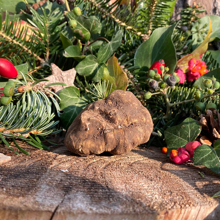 tartufo bianco