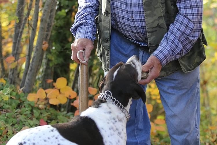 il cane trova il tartufo