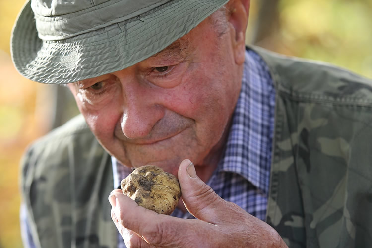 il profumo del tartufo appena raccolto