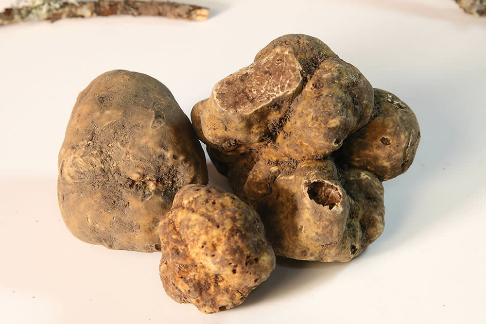 tartufo bianco pregiato