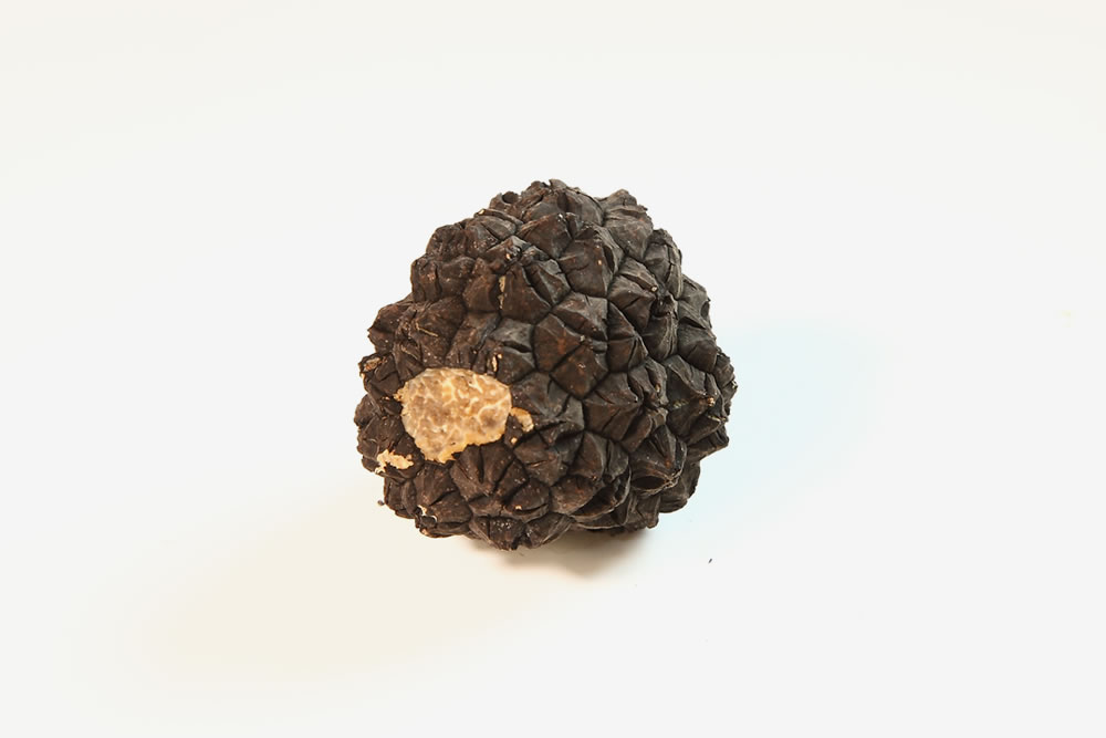 tartufo estivo