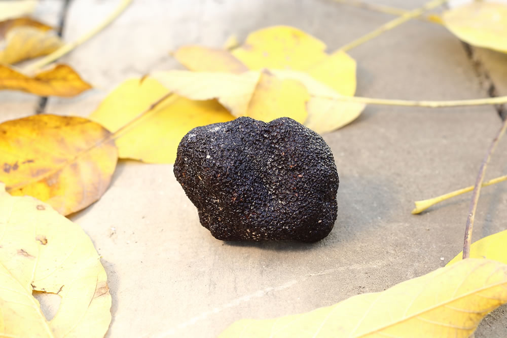 tartufo nero pregiato