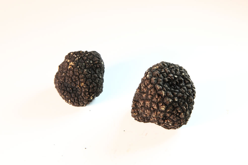tartufo uncinato
