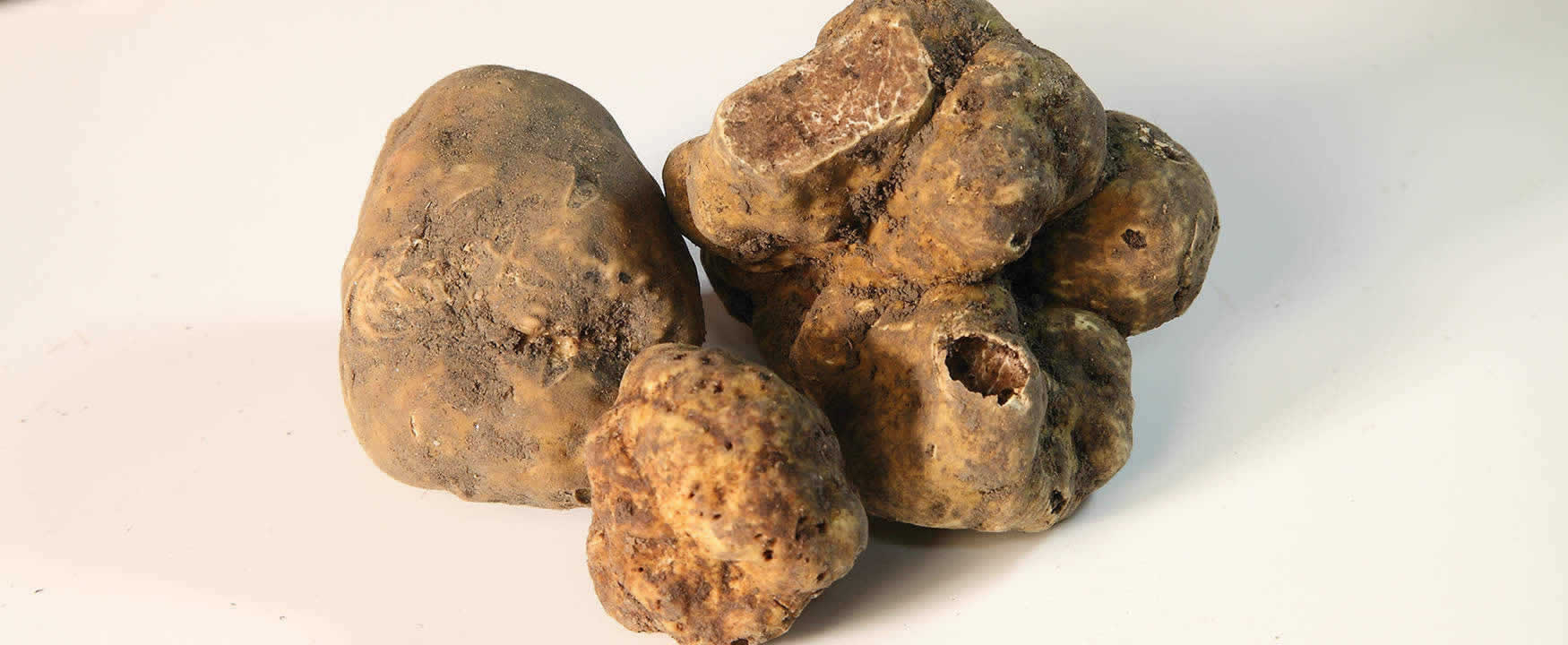 tartufo bianco pregiato