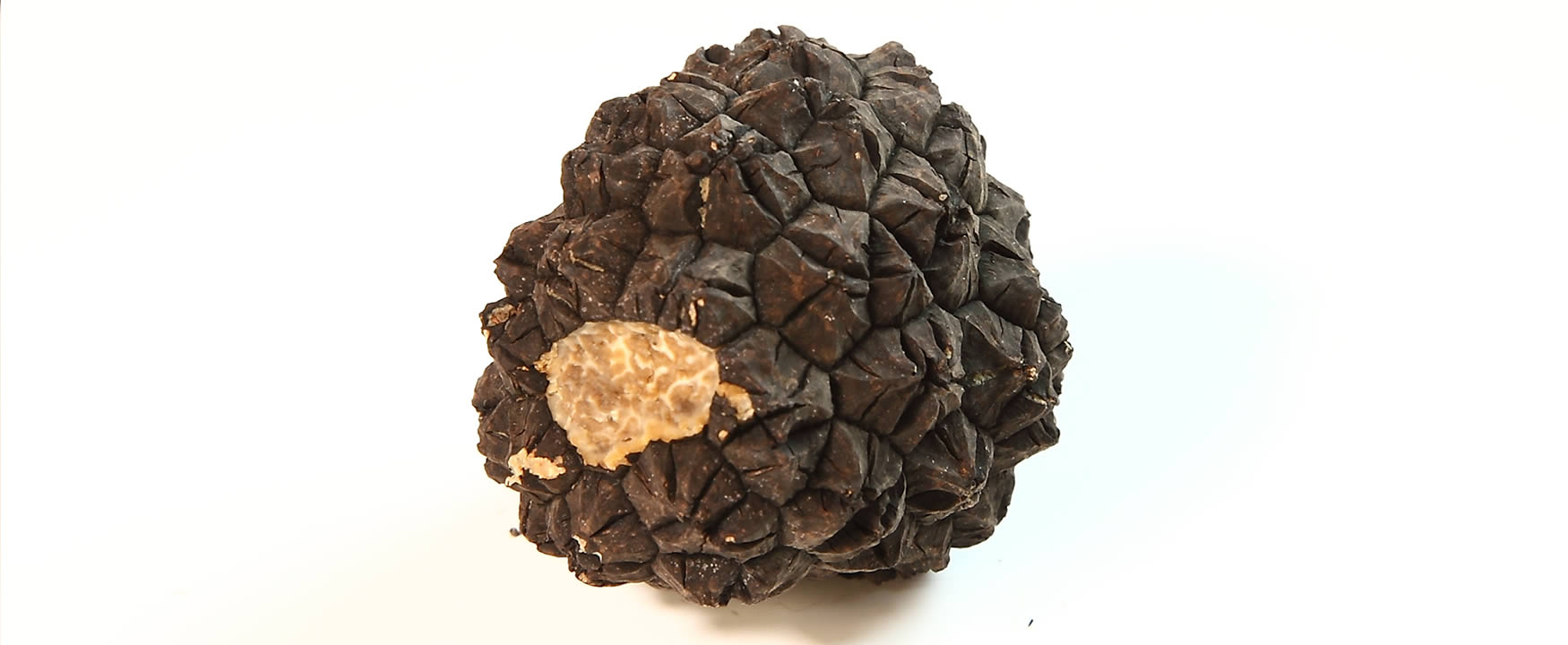 tartufo nero estivo