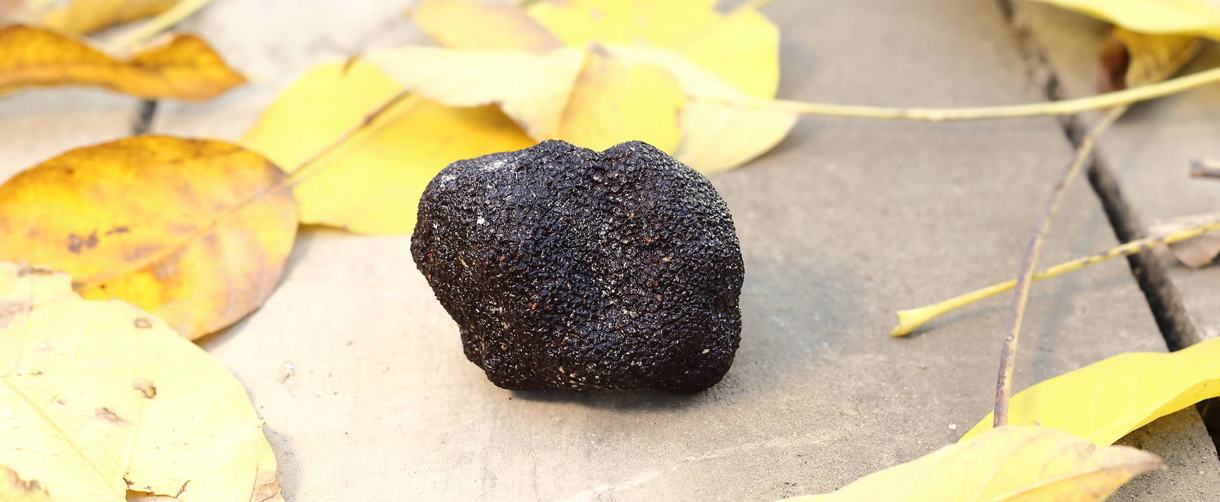 tartufo nero pregiato