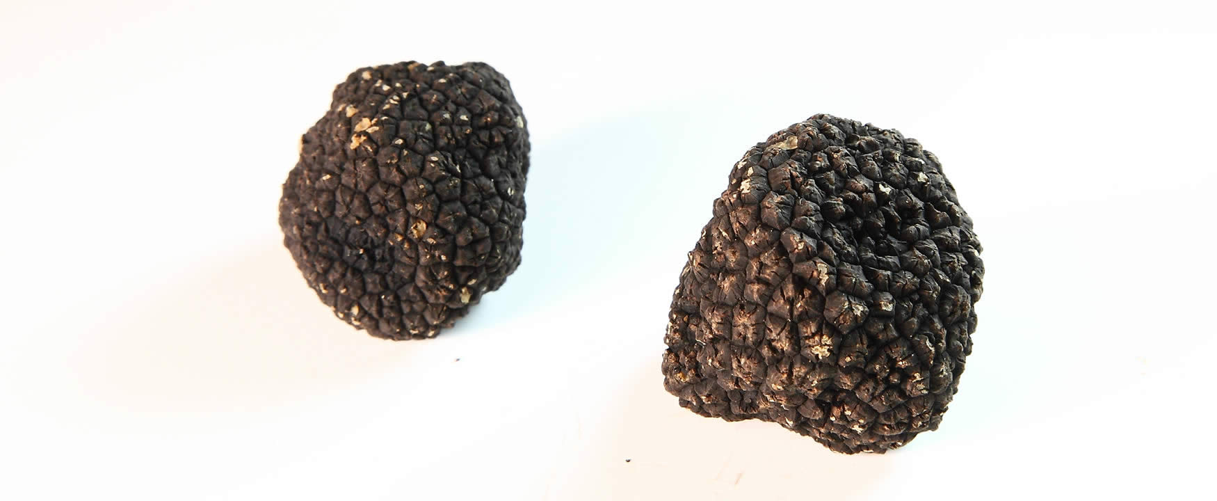 tartufo nero uncinato